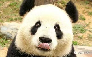 西安熊猫爆料事件最新 第3张 西安熊猫爆料事件最新 第3张